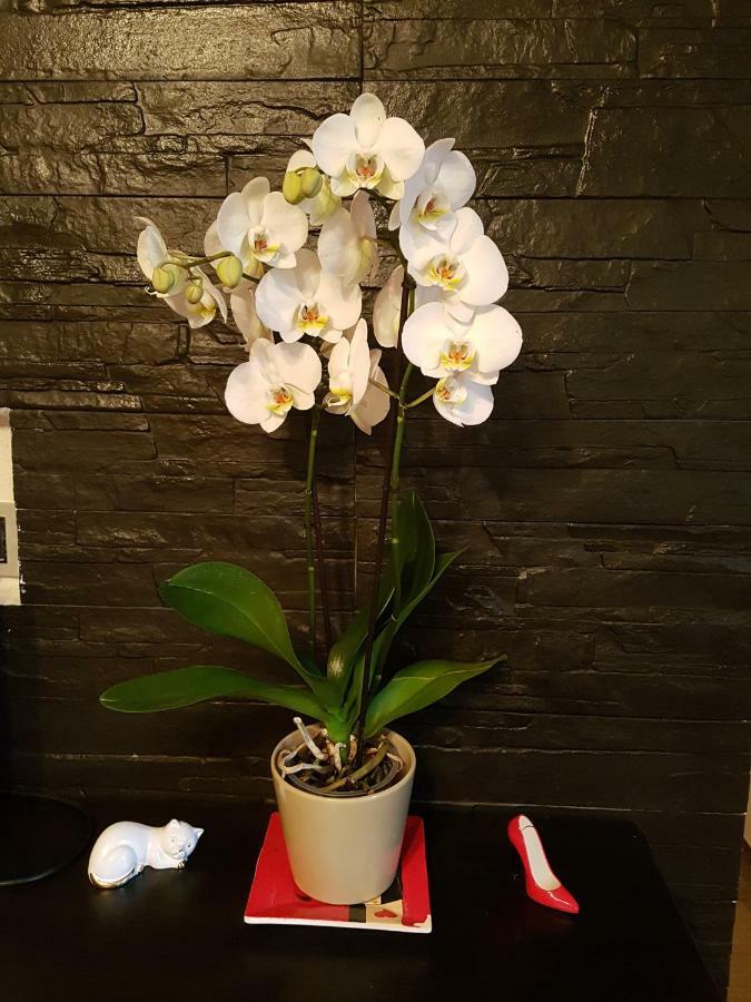 Appartamento Porto Frailis 토르톨리 외부 사진
